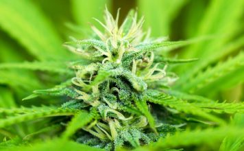 Benefits Of Investing In Cannabis