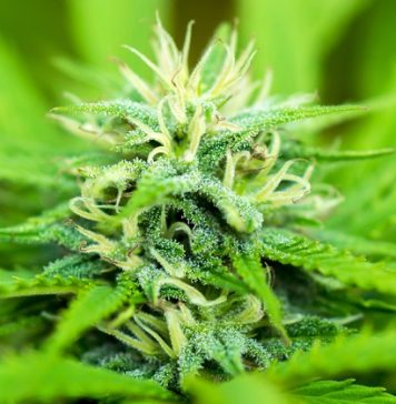Benefits Of Investing In Cannabis