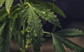 Are cannabis companies a good investment?