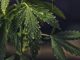 Are cannabis companies a good investment?