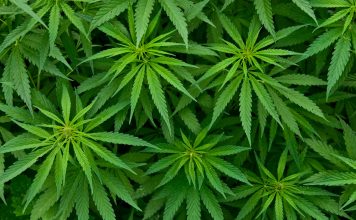 Medical Marijuana Spreads Across South America