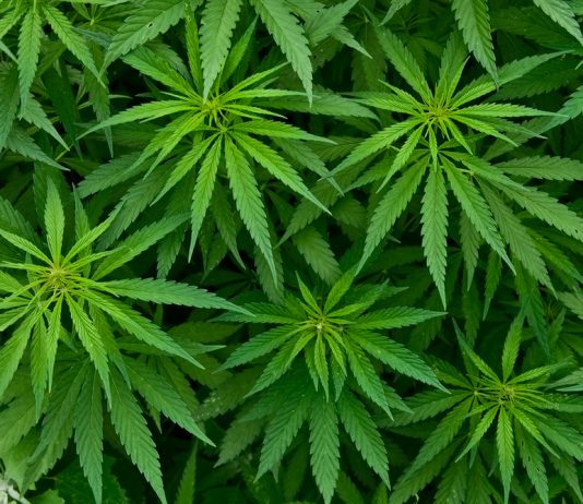 Medical Marijuana Spreads Across South America