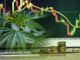 Are cannabis investment a good idea?