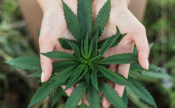 Massachusetts sets August hearings for cannabis cafes, home delivery