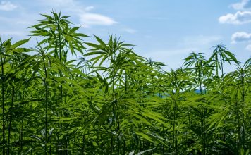 Aura Health Inc. is pleased to provide an operational update on Pharmadrug Production GmbH