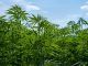 Aura Health Inc. is pleased to provide an operational update on Pharmadrug Production GmbH