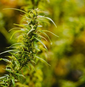 Why the hemp industry should heed cotton’s lessons and resist overproduction