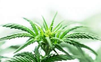 Canadian cannabis producer Cronos to invest $300 million in US hemp market