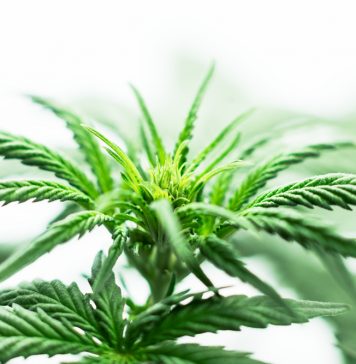 Canadian cannabis producer Cronos to invest $300 million in US hemp market