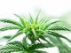 Canadian cannabis producer Cronos to invest $300 million in US hemp market