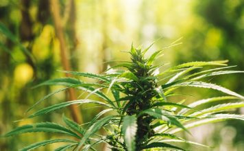 Conventional greenhouse producers increasingly pivoting into hemp sector