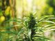 Conventional greenhouse producers increasingly pivoting into hemp sector
