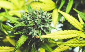 The Forecast For The Legal Cannabis Market in Asia is Rosy