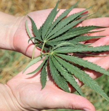 An Israeli company was granted a license to import and commercialize medical marijuana