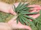 An Israeli company was granted a license to import and commercialize medical marijuana
