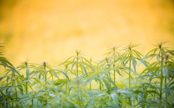 FSD Pharma inks Letter of Intent for joint cannabis extraction venture with World-Class Extractions