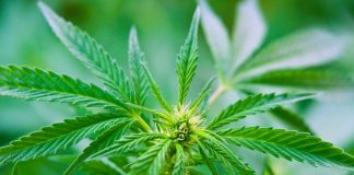 California hemp and cannabis testing lab raises $22.6 million