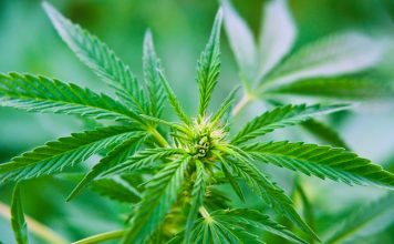 California hemp and cannabis testing lab raises $22.6 million