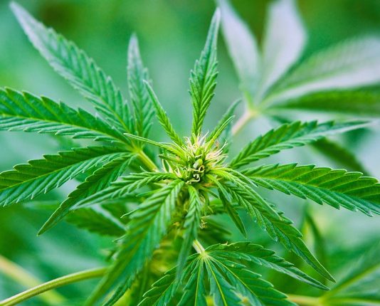 California hemp and cannabis testing lab raises $22.6 million