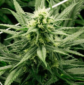 While women may not consume as much cannabis as men, they make up an important one-third of the cannabis market