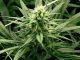 While women may not consume as much cannabis as men, they make up an important one-third of the cannabis market