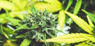 North American cannabis market could be worth US$47.3bn annually by 2024