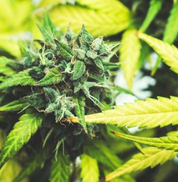 North American cannabis market could be worth US$47.3bn annually by 2024