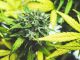 North American cannabis market could be worth US$47.3bn annually by 2024