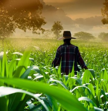 Medicinal marijuana group sees Mexico becoming the top producer