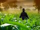 Medicinal marijuana group sees Mexico becoming the top producer