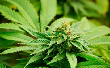 Why harvesting and processing may be expensive lessons for this year’s new hemp farmers