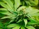 Why harvesting and processing may be expensive lessons for this year’s new hemp farmers