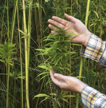 Canadian edibles companies set their goals in customer education, safe consumption