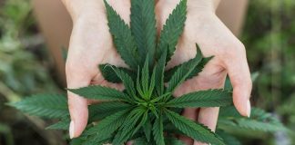 Cannabis influencers can help cannabis businesses