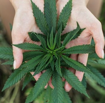 Cannabis influencers can help cannabis businesses