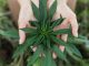 Cannabis influencers can help cannabis businesses