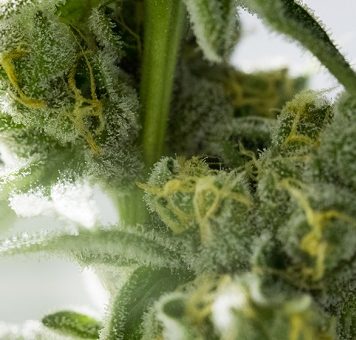 FSD PHARMA ANNOUNCES THE FILING OF AN AMENDED ANNUAL MD&A FOR 2018