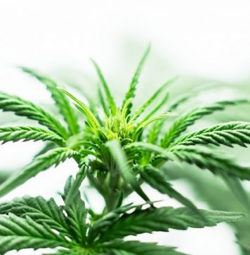 FSD Pharma, Great Value Within The Cannabis Market