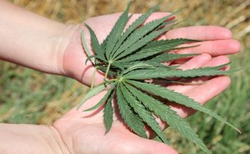 Thailand plants the largest cannabis farm in southeast Asia