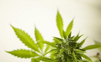 Zelda merger creates leading therapeutic medical cannabis company