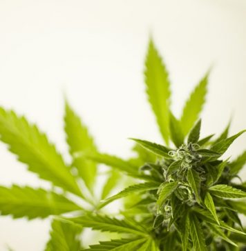 Zelda merger creates leading therapeutic medical cannabis company