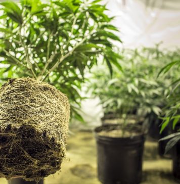 USDA to spend $500,000 researching hemp cross-pollination