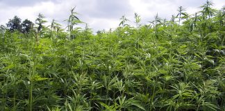 Kansas-lawmakers-introduce-medical-cannabis-legalization-bill