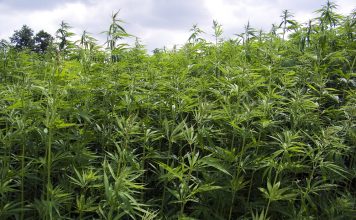 Kansas-lawmakers-introduce-medical-cannabis-legalization-bill