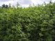 Kansas-lawmakers-introduce-medical-cannabis-legalization-bill